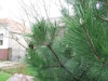domb-008.jpg