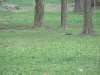 pell-011.jpg