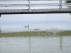 pell-023.jpg
